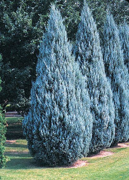 Wichita Blue Juniper