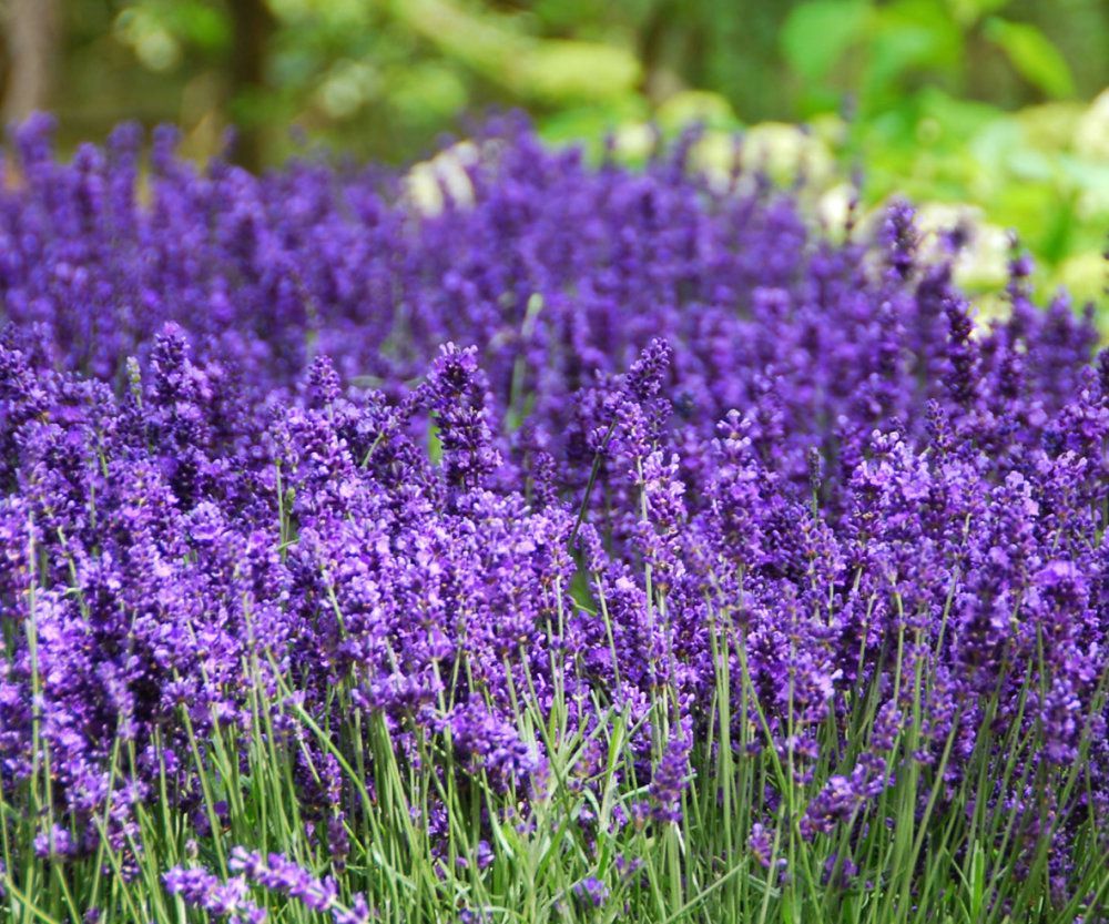 Hidcote Blue English Lavender