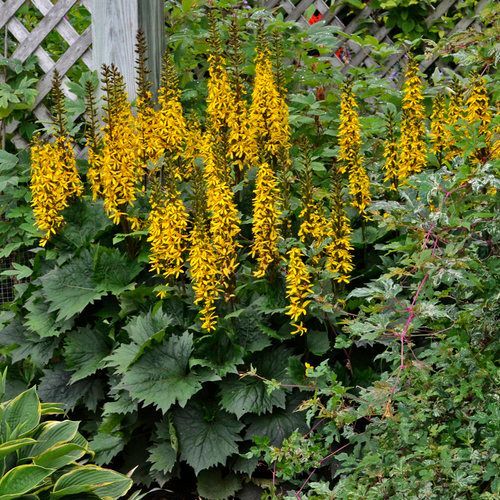 Bottle Rocket Ragwort