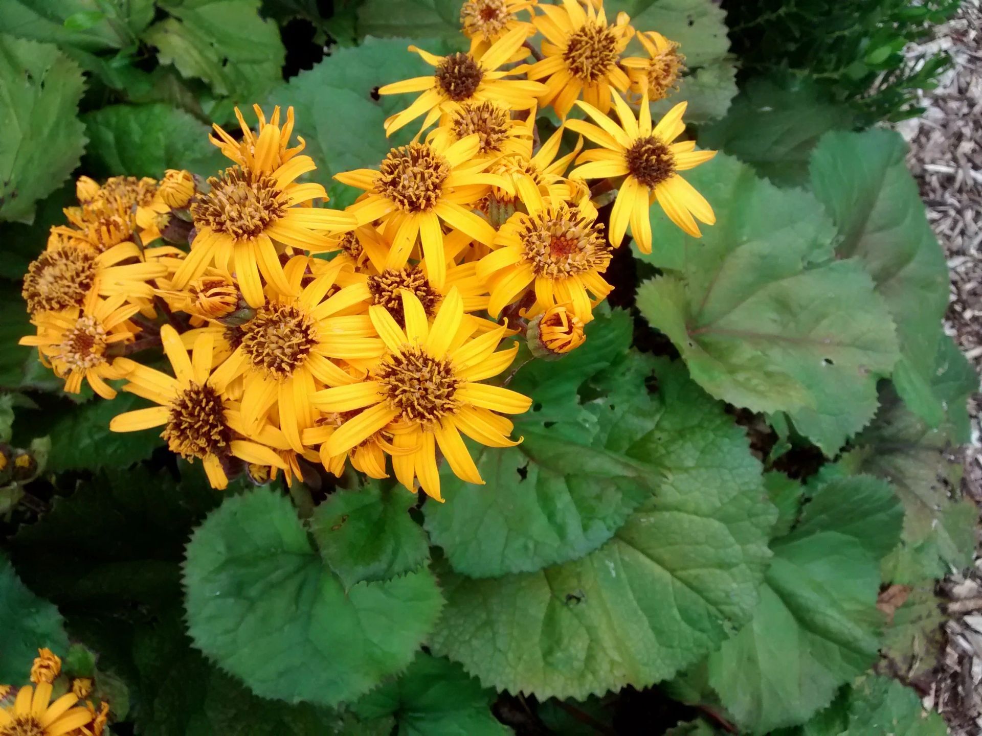 Desdemona Ragwort