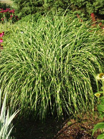 Little Zebra Maiden Grass