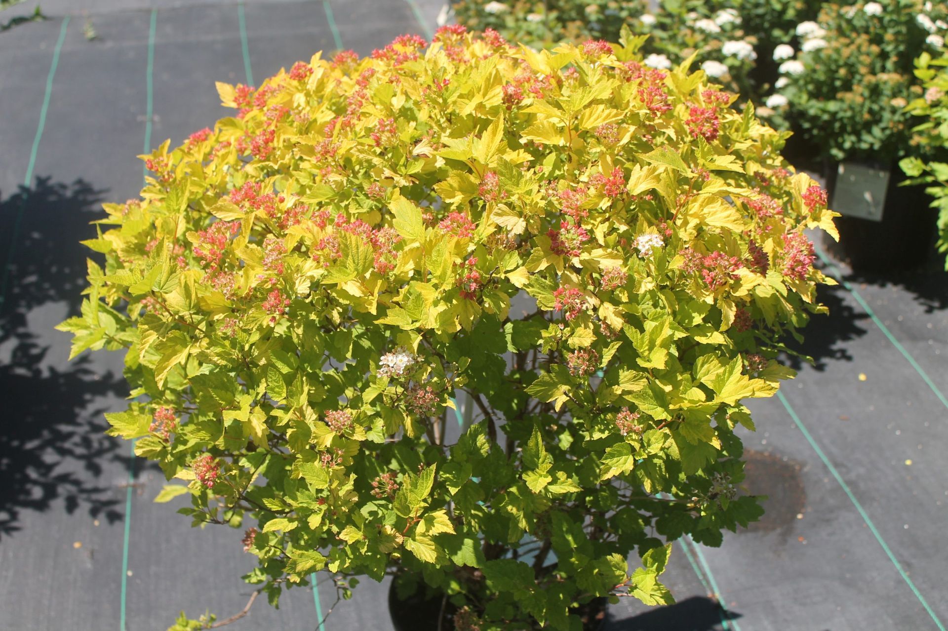 Dart's Gold Ninebark