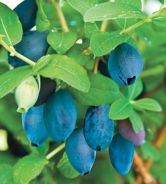 Aurora Haskap or Honeyberry