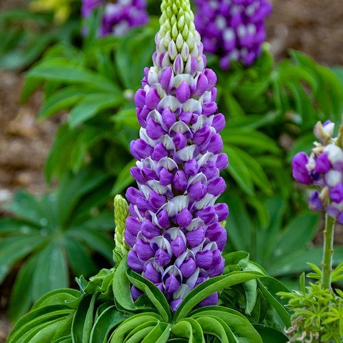 Gallery Blue Lupine