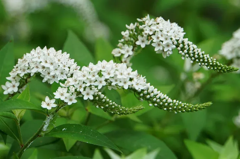 Gooseneck Loosestrife