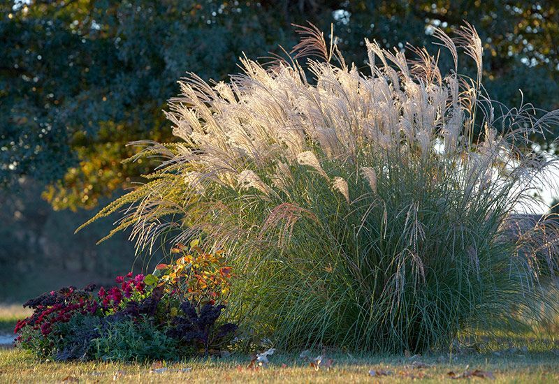Maiden Grass