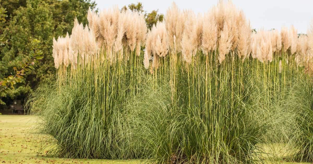 Giant Maiden Grass