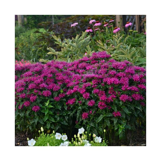 Sugar Buzz® Grape Gumball Bee Balm