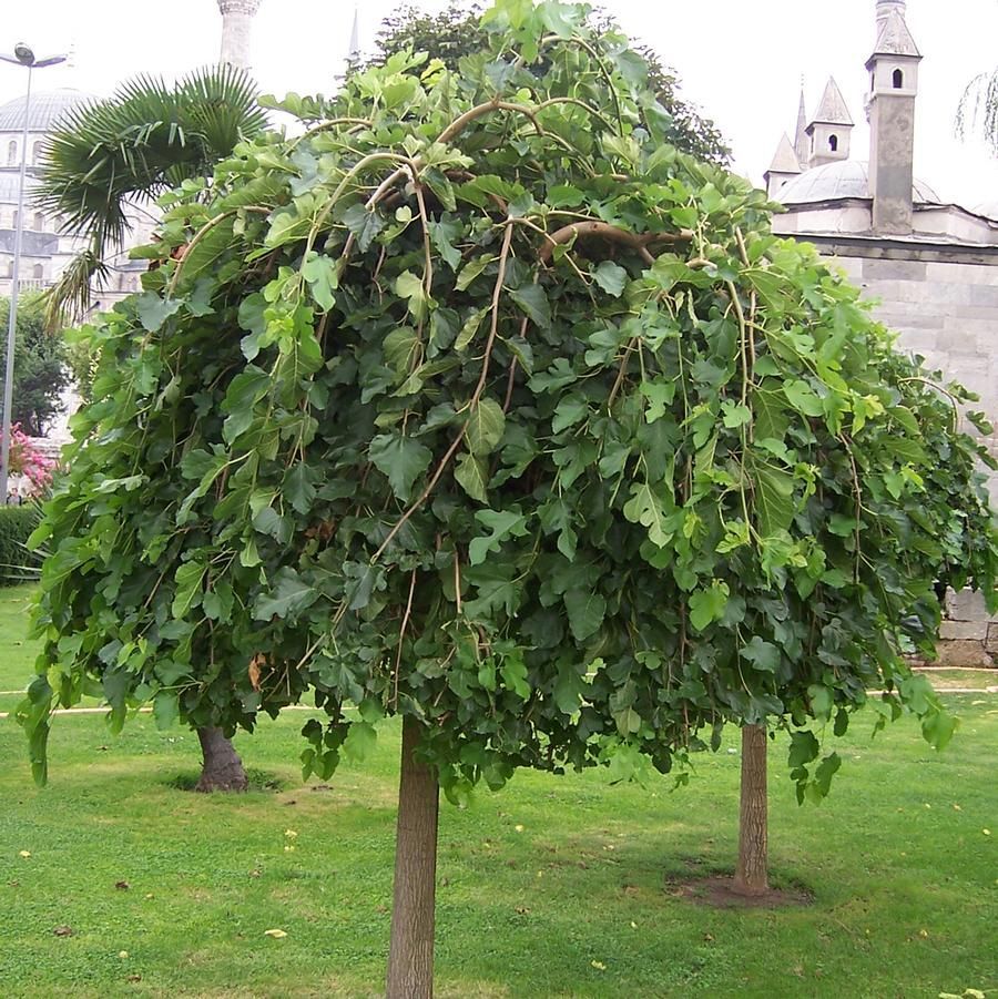 Chaparral Weeping Mulberry