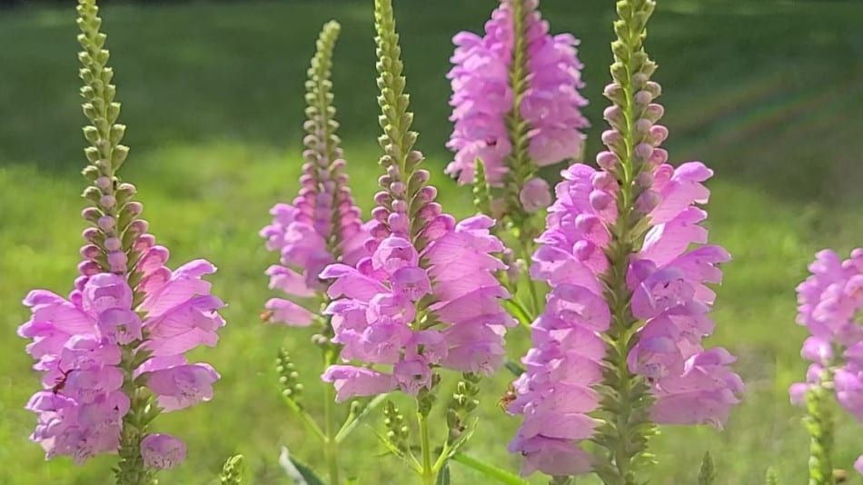 Crown Rose Obedient Plant
