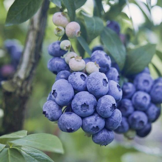 Patriot Blueberry
