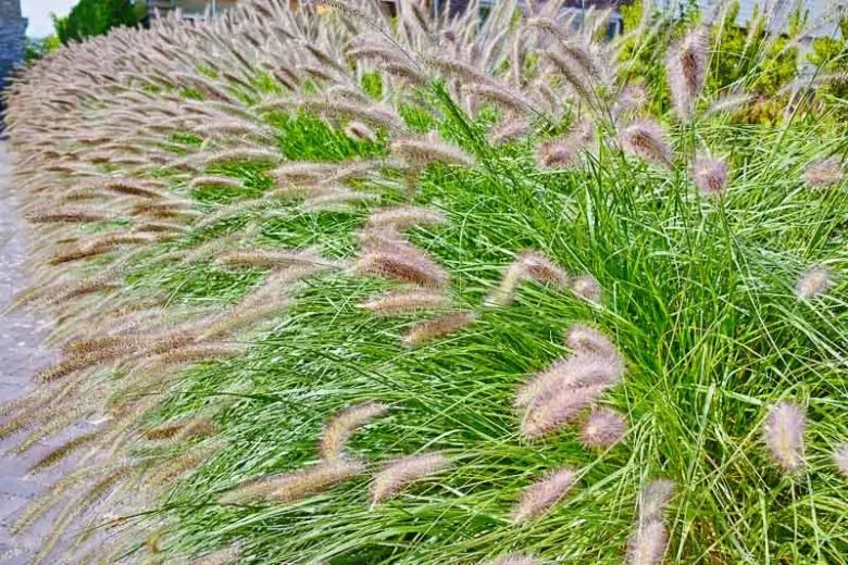 Chinese Fountain Grass