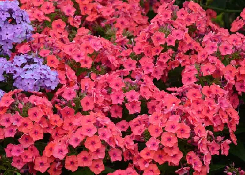 Flame™ Coral Garden Phlox