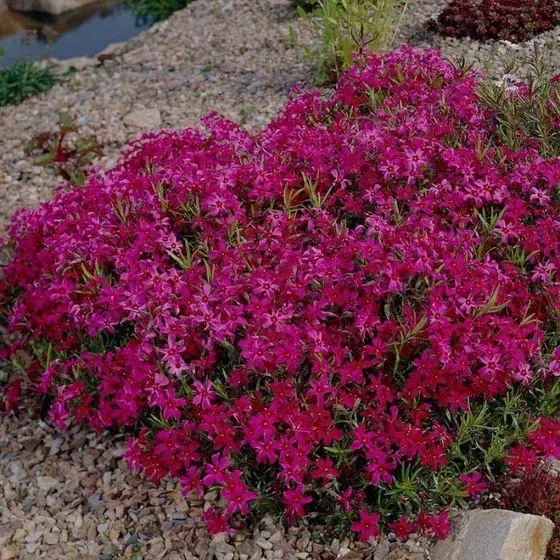Scarlet Flame Creeping Phlox