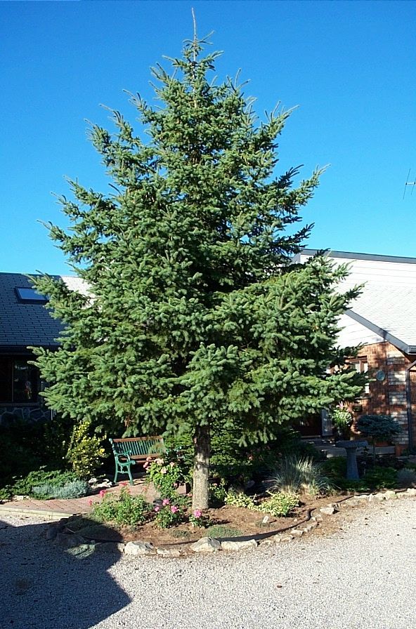 White Spruce