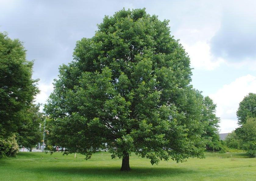 Swamp White Oak
