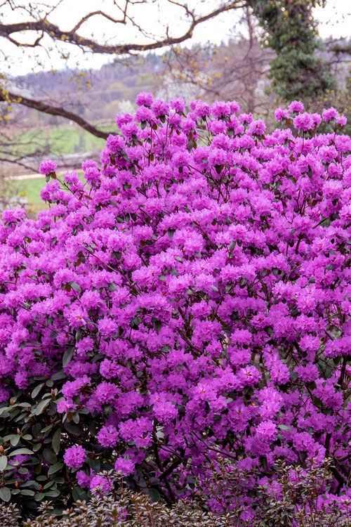 P.J.M. Elite Rhododendron