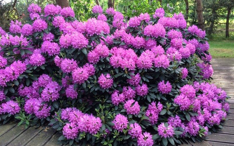Roseum Elegans Rhododendron