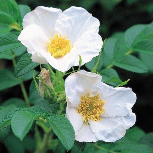 White Rugosa or Saltspray Rose