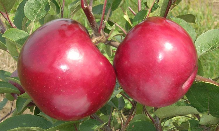 RubyMac® Apple