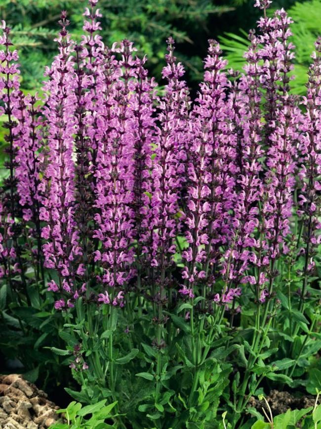 New Dimension Rose Sage