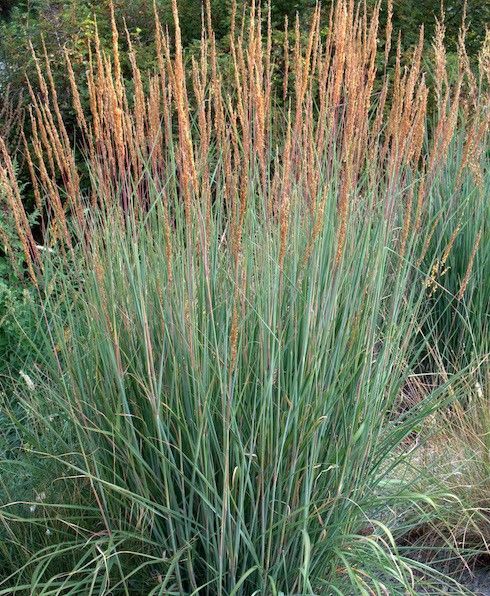 Indian Steel Grass