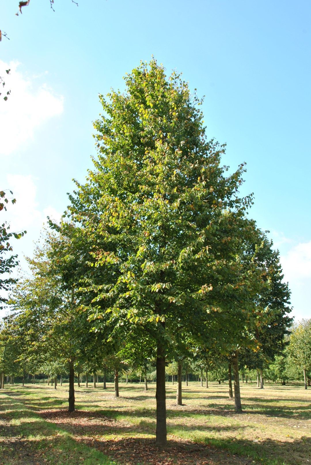 Unique™ Linden