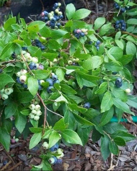Northsky Blueberry