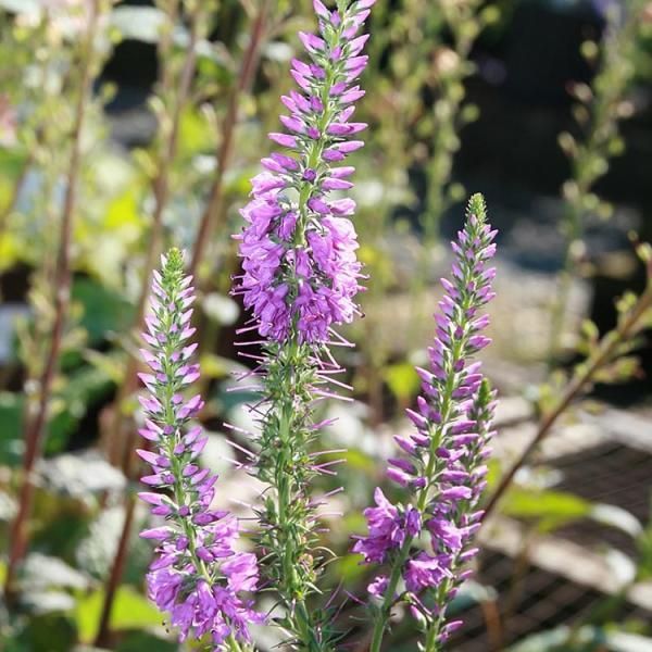 Pink Eveline Speedwell