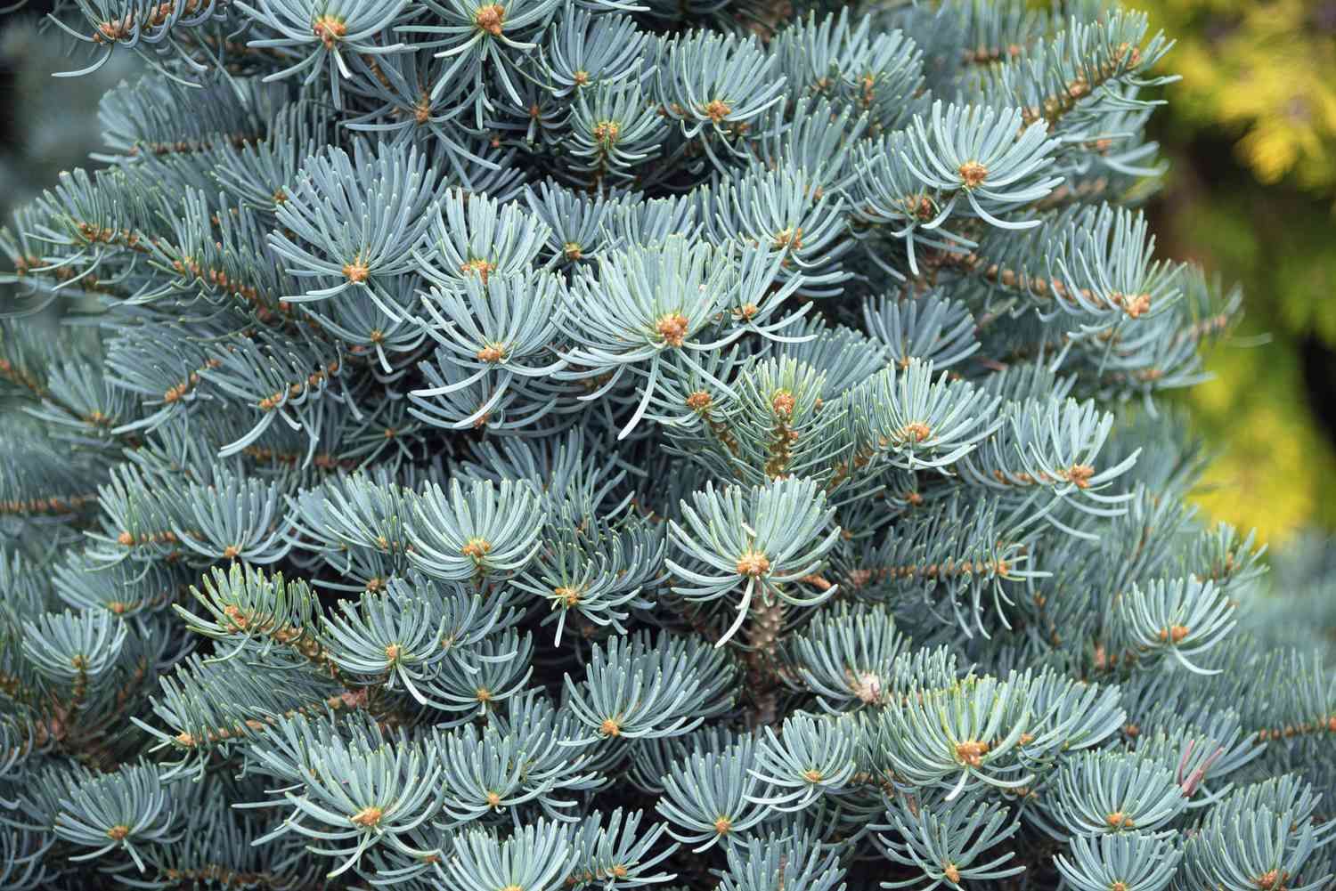 White Fir
