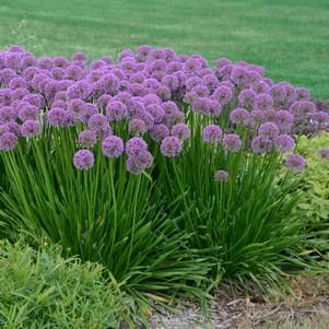 Windy City Ornamental Onion