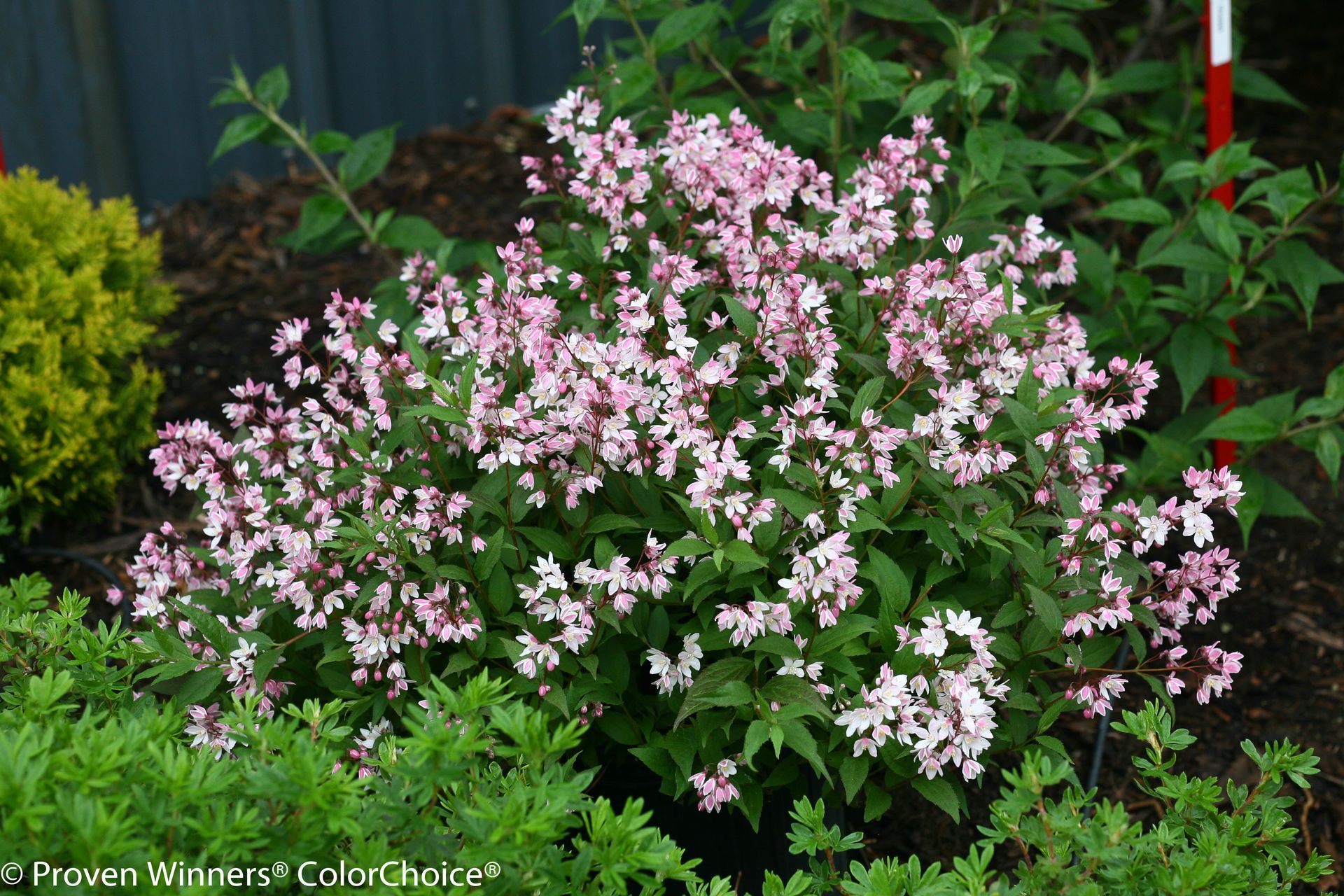 Yuki Cherry Blossom® Deutzia