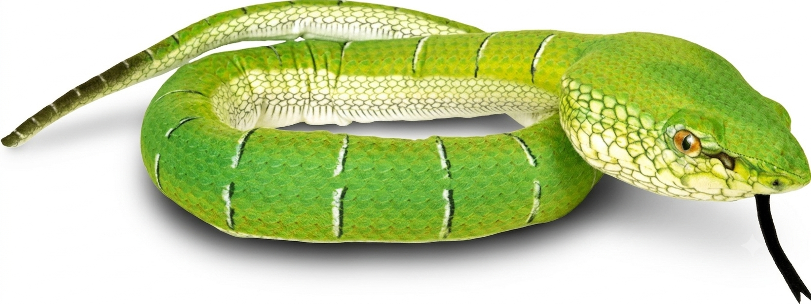Borneo Pit Viper