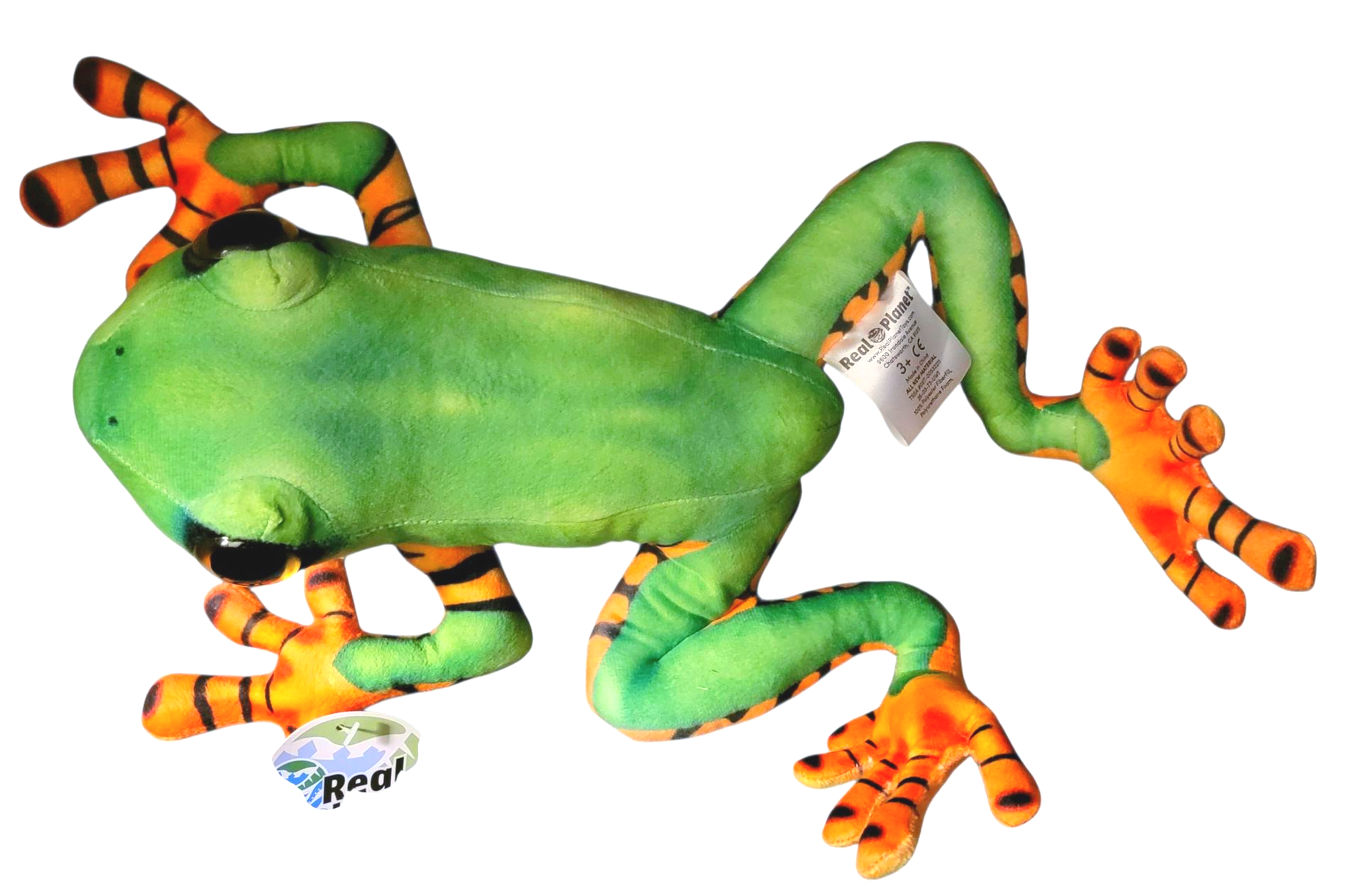 Tiger-leg Tree Frog