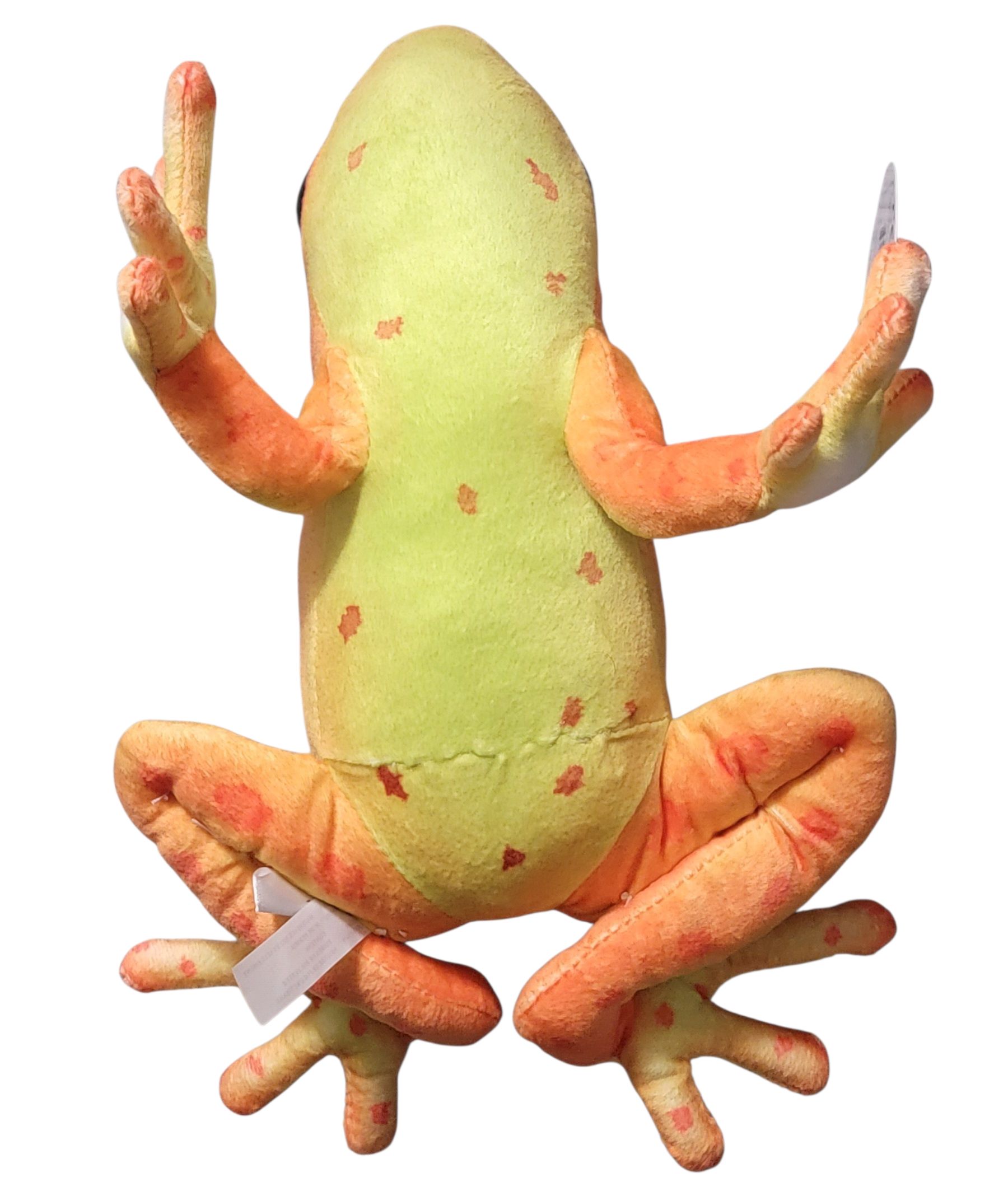RP Red Dart Frog