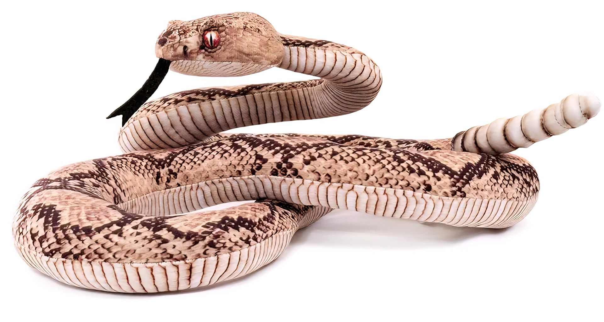RP Rattlesnake