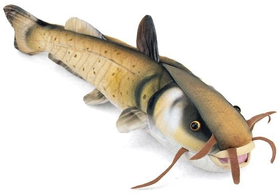 Catfish