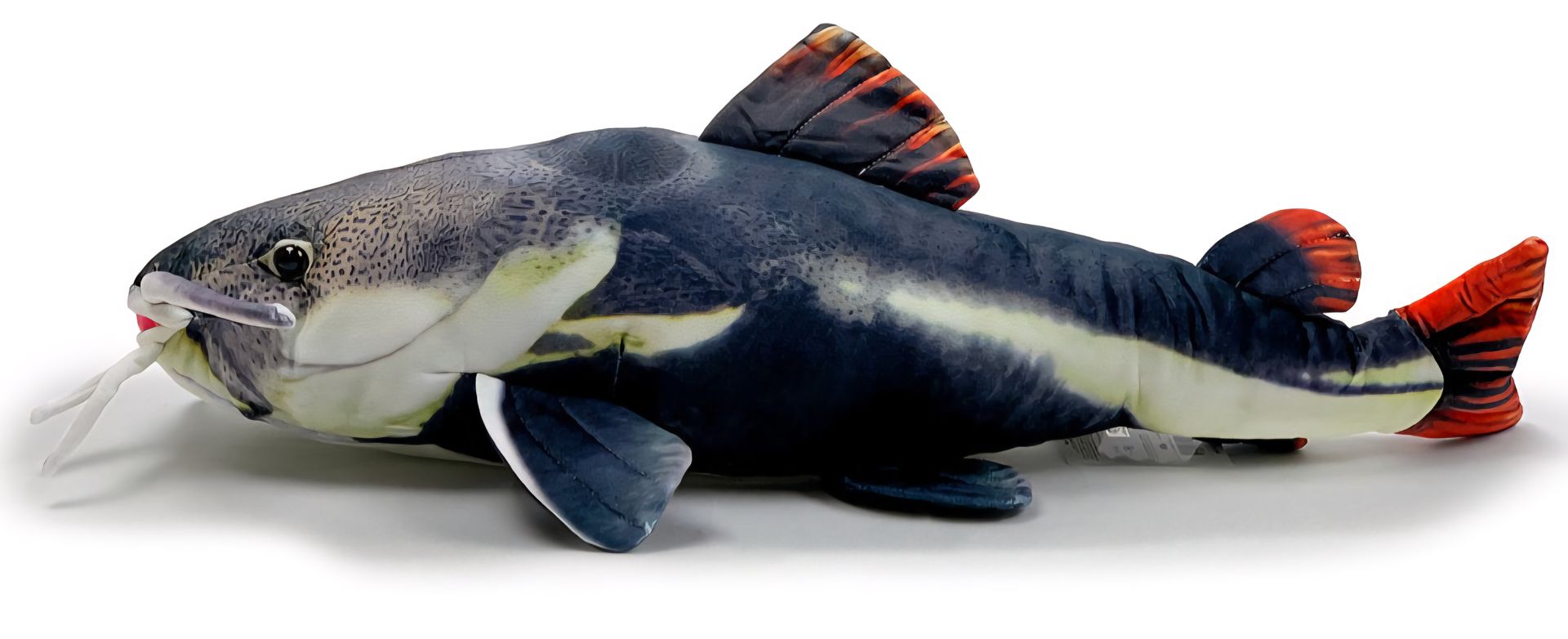RP Redtail Catfish
