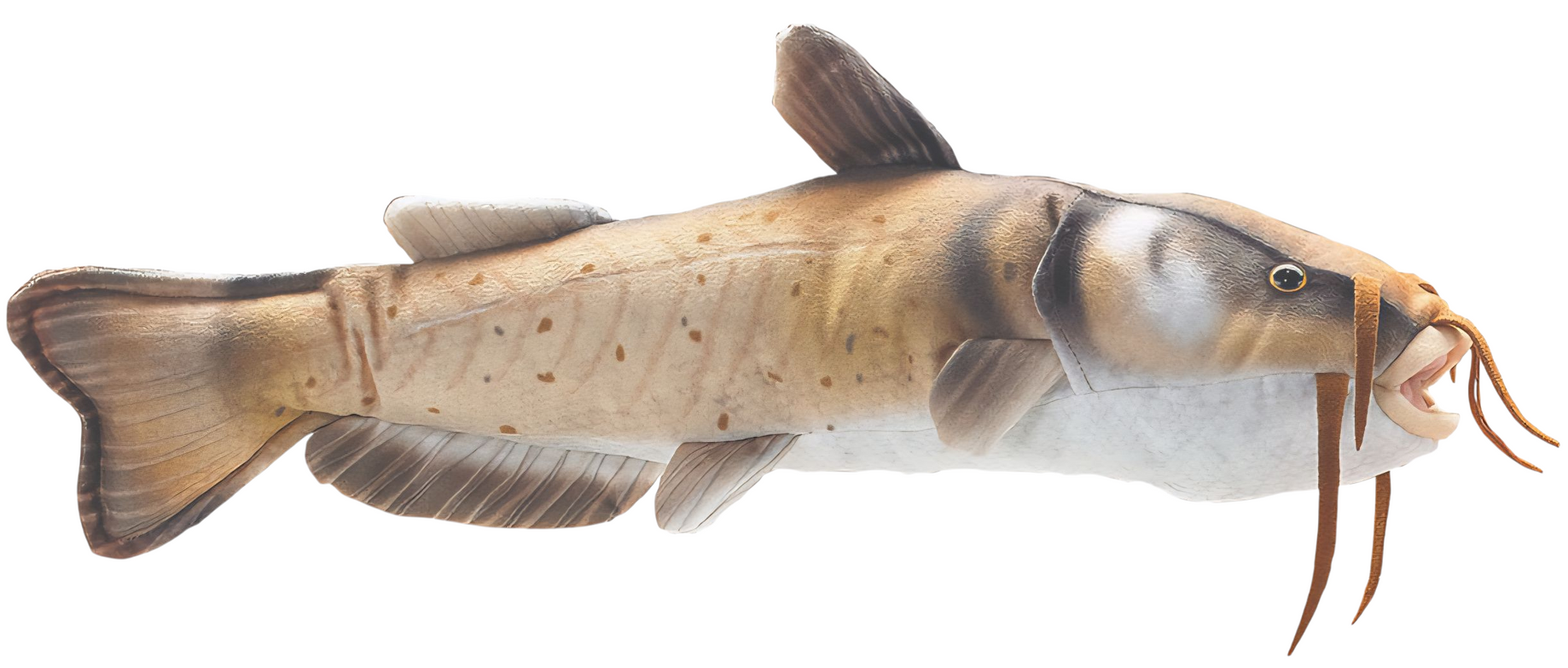 Catfish
