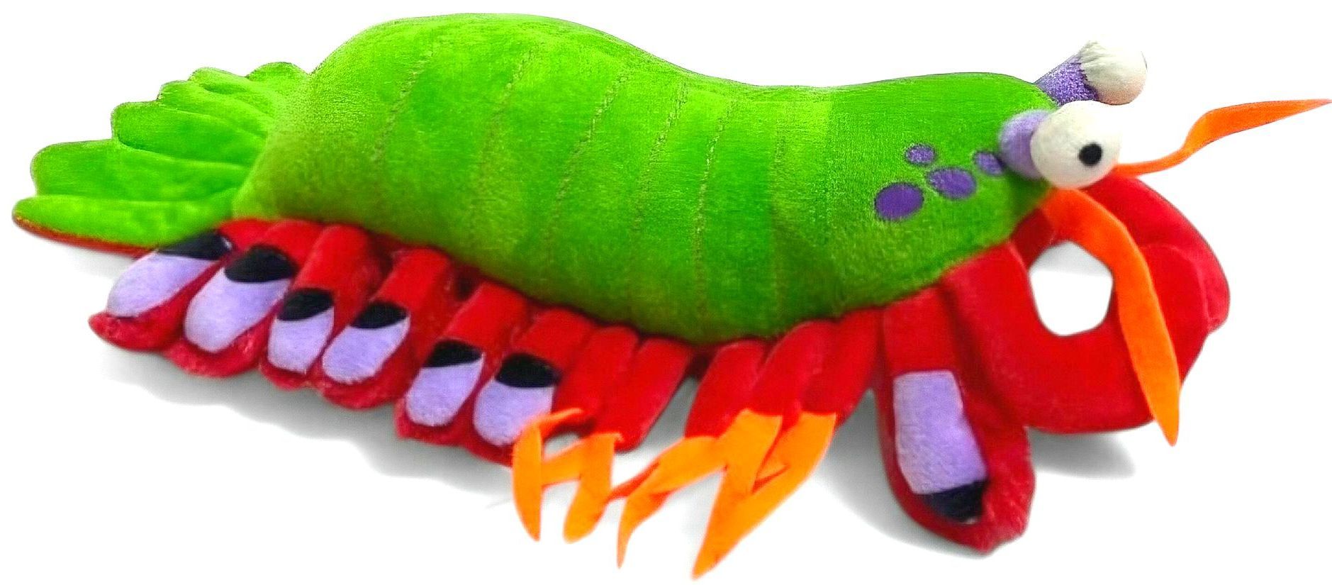 Mantis Shrimp