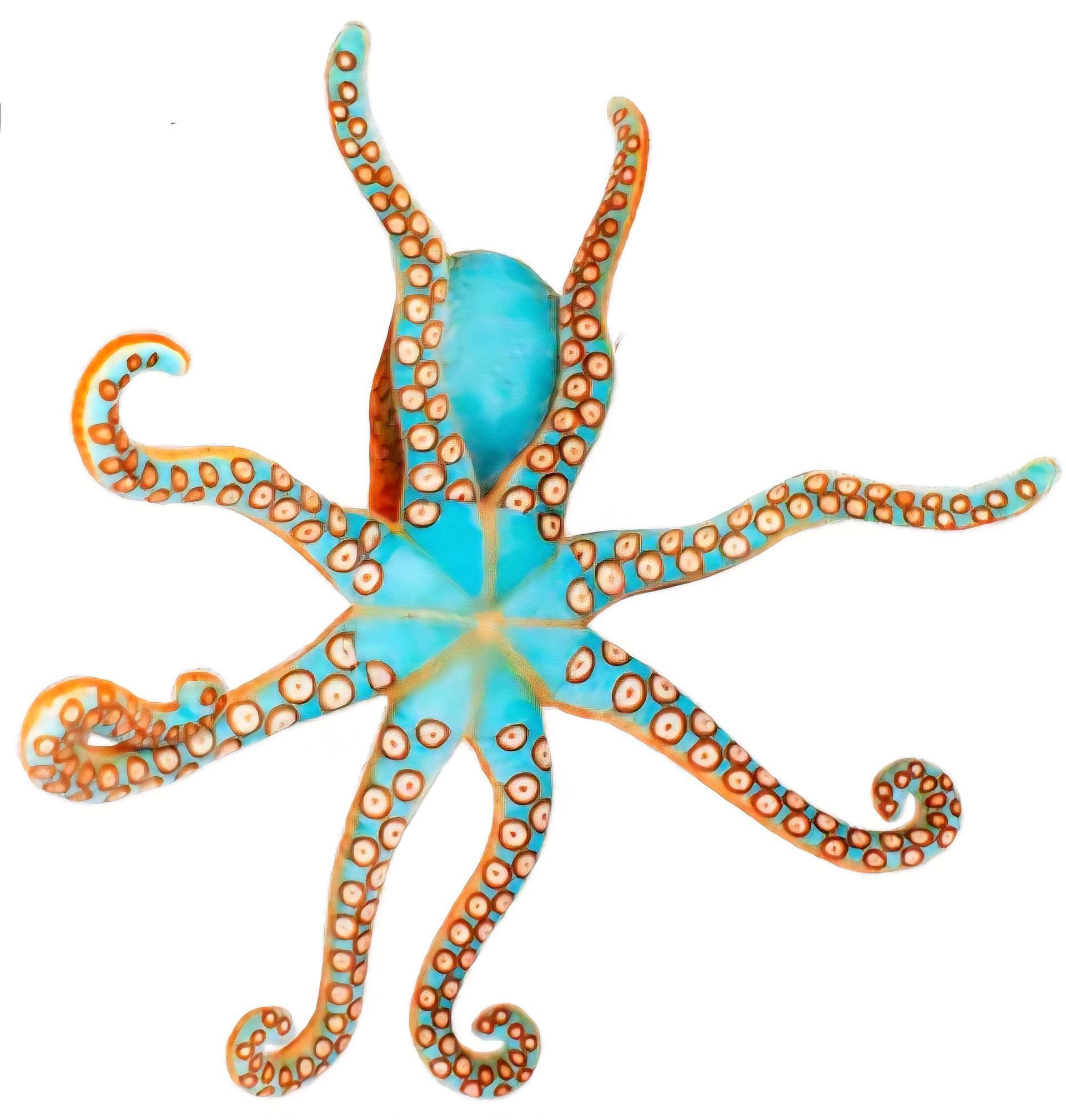 Octopus