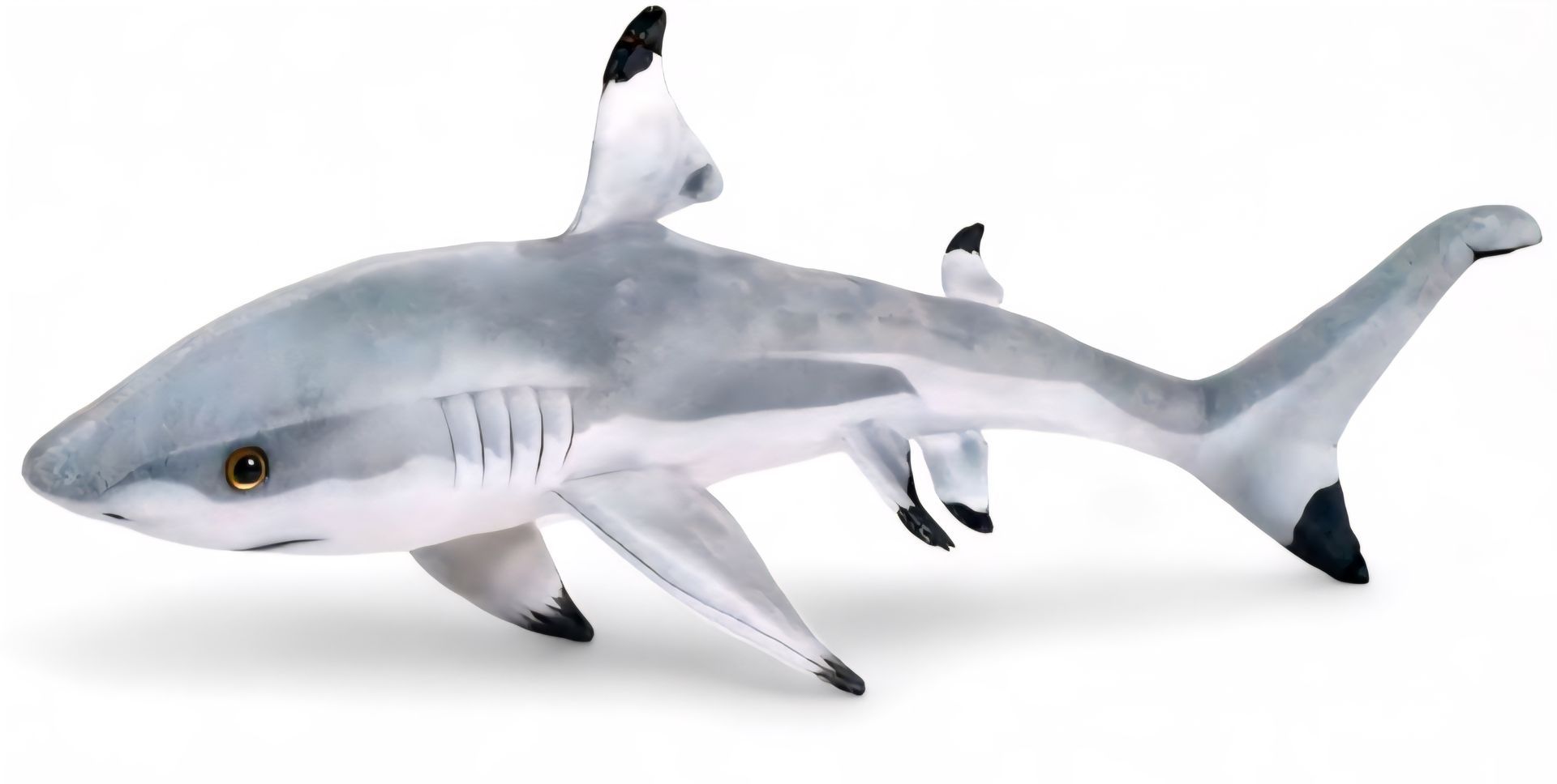 Black Tip Shark
