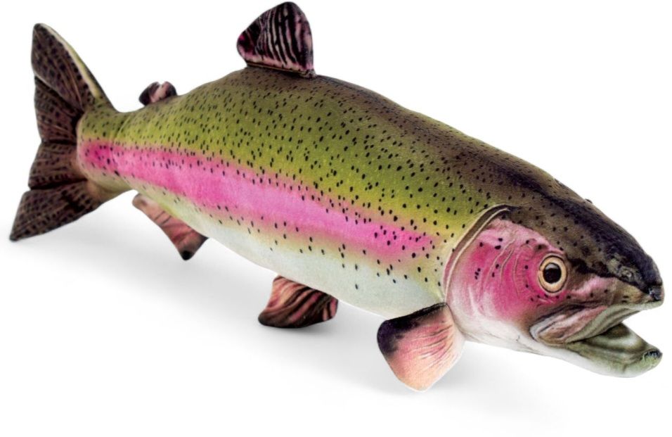 Rainbow Trout