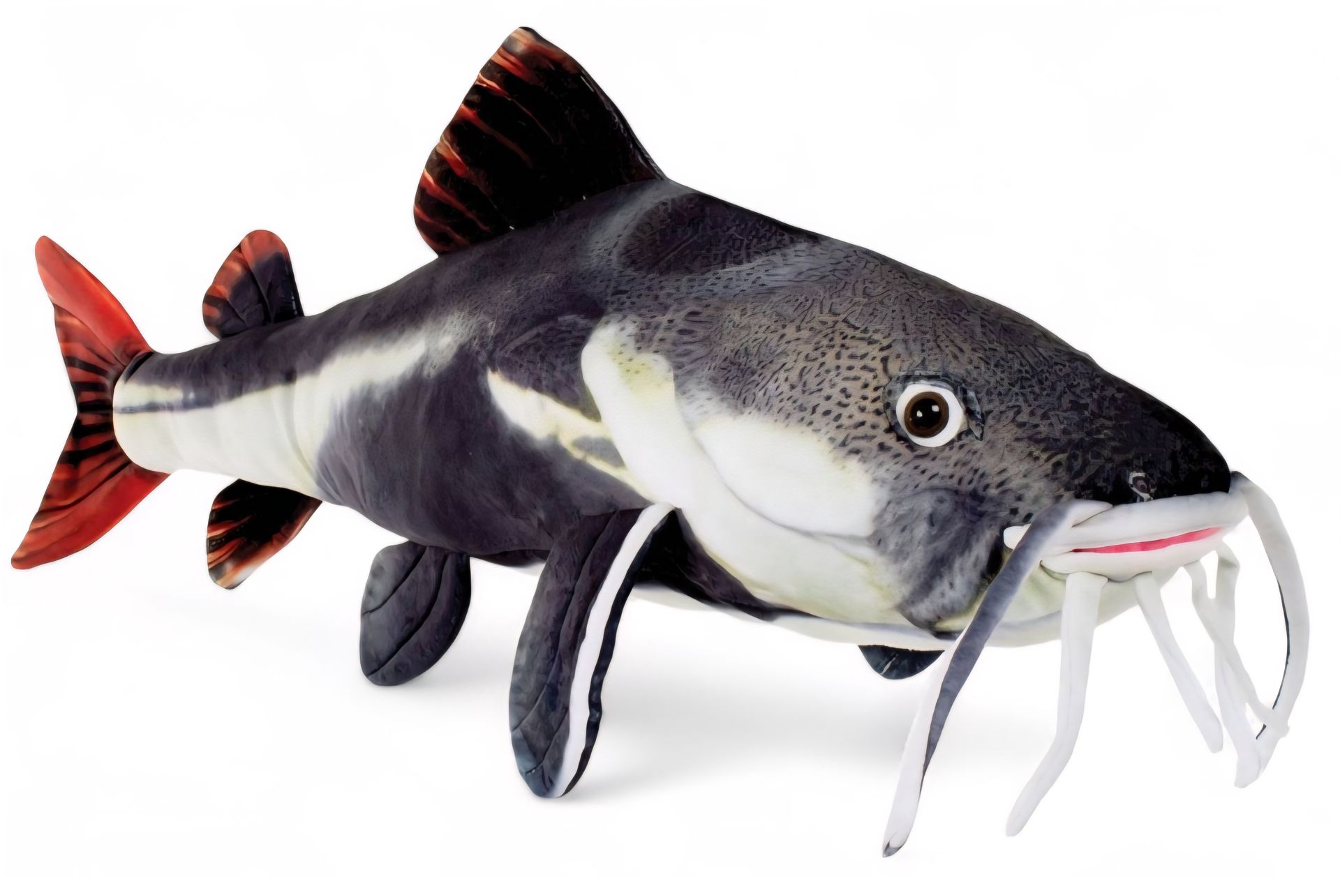 RP Redtail Catfish