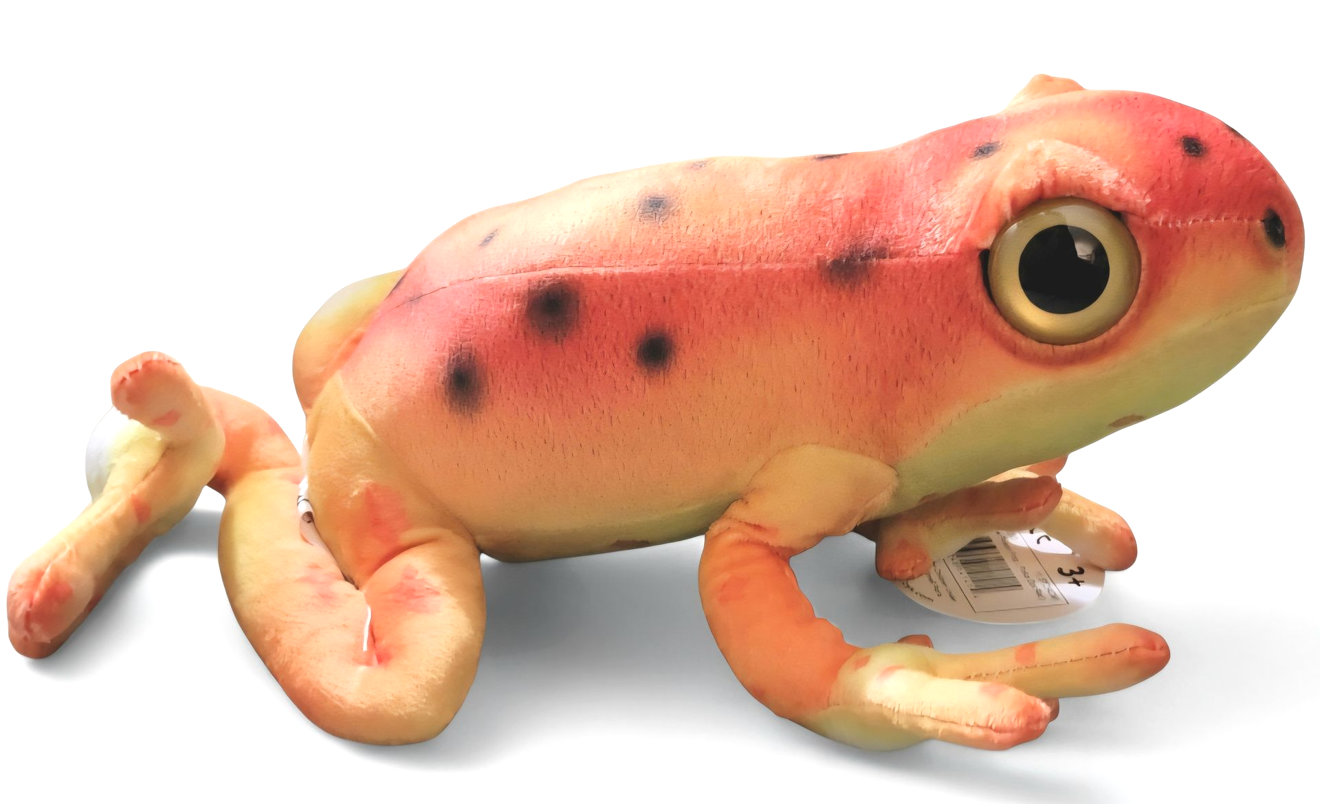 RP Red Dart Frog