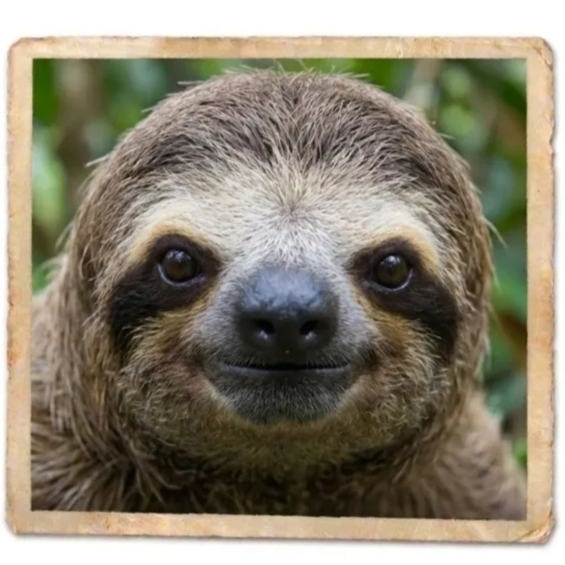 sloth