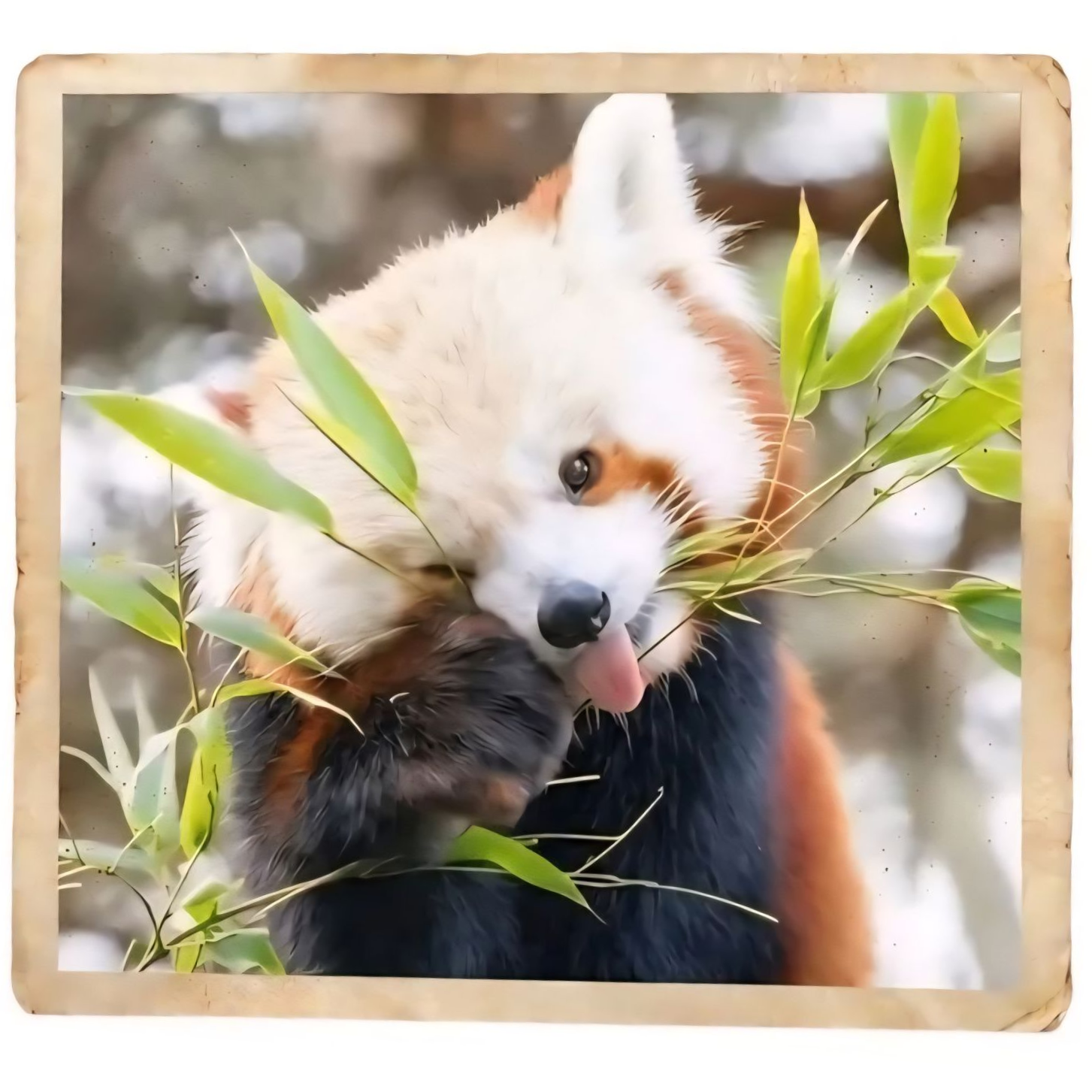 red panda