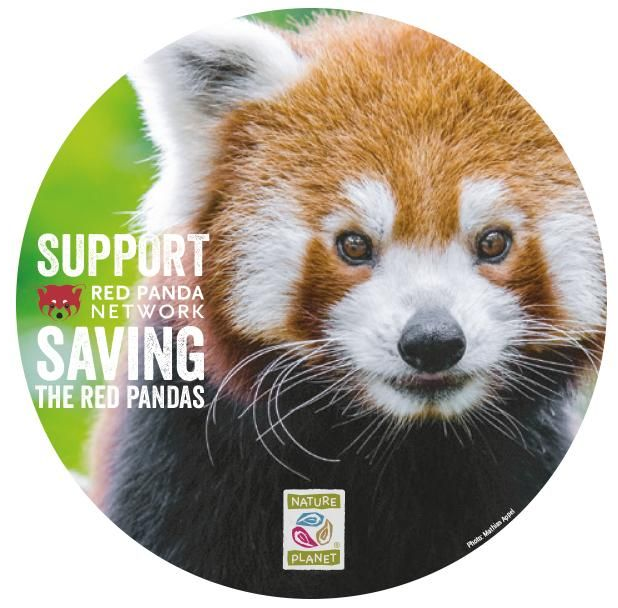 Red Panda Cub