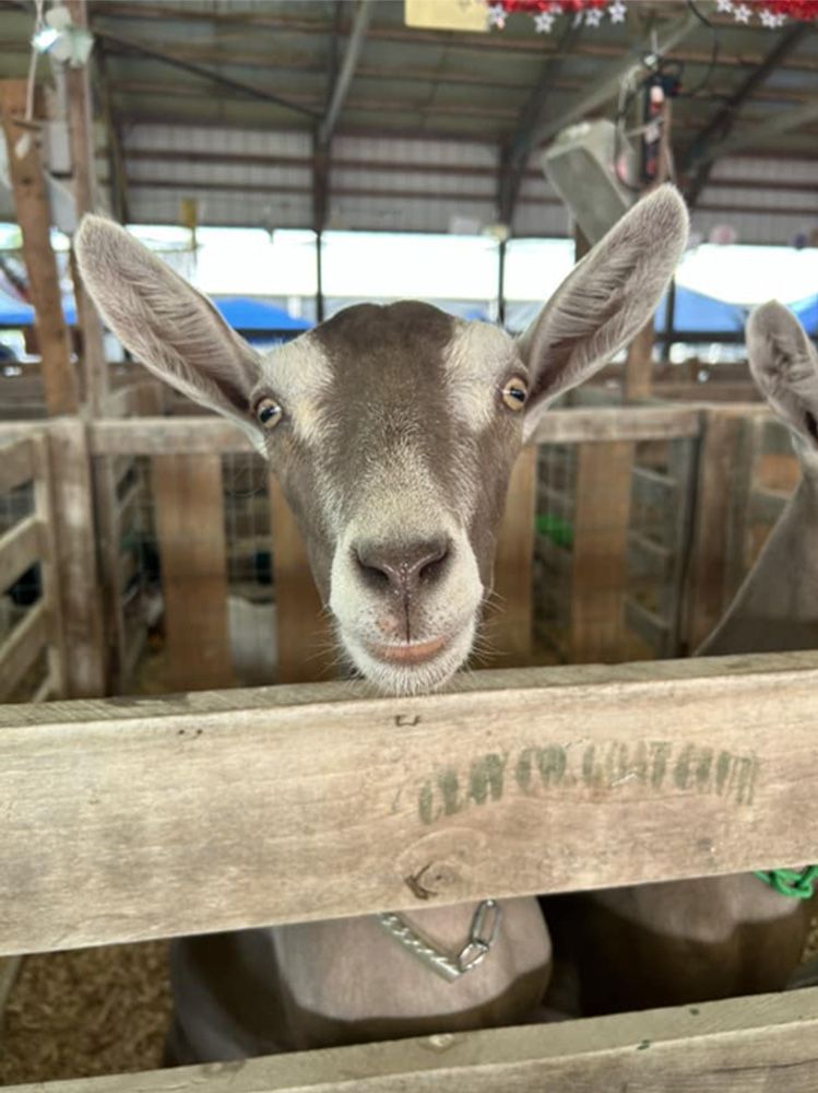 Gray goat with upright ears peeking over a wooden fence in a barn.
