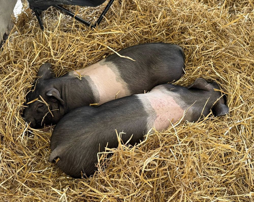 Two black pigs lying in straw, each with a lighter patch on its back.